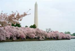 Image result for Washington Cherry Blossoms