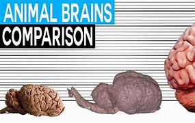 Image result for Animal Brain