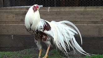 Image result for Yokohama Chicken Breeds