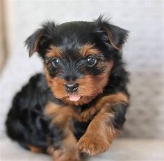 Free Teacup Puppies  For sale  United States Pets - 1