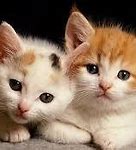 Image result for Soom Cats