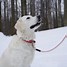 Image result for Organic Rope Dog Leash