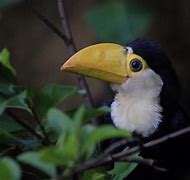 Image result for Baby Toucan Bird