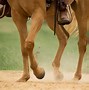 Image result for Mixed Horse Breeds