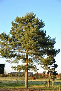 Image result for Pinus sylvestris Skyak