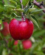 Image result for Growing Red Delicious Apple Tree