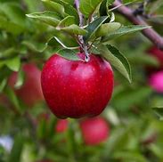 Image result for Red Delicious Apple Tree