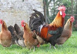 Image result for Coq Et Poule