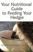 Image result for Hedgehog Food List