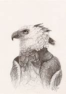 Image result for The Great Harpy Eagle Drawing
