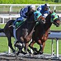 Image result for Thoroughbred Racehorse Wallpaper