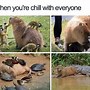 Image result for Animal Memes 20203