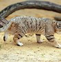 Image result for Sand Cat Tail