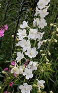 Image result for Delphinium belladonna Casa Blanca