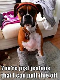 Image result for Cute Boxer Dog Memes Funny