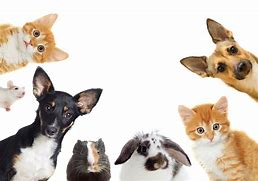 Image result for photos of pets