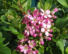 Image result for Escallonia laevis Pink Elle