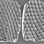 Carboniferous 的图像结果