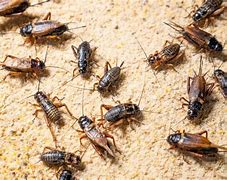 Image result for Many Crickets