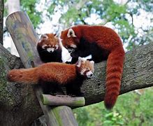 Image result for Red Panda Habitat