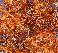 Image result for Orange Autumn Leaves