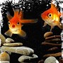 Image result for Facts About Goldfish