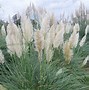 Image result for White Pampas Grass