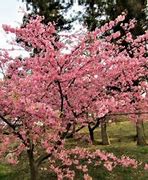 Image result for Fruitless Plum Tree