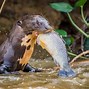 Image result for otters diets