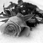 Image result for Black Rose