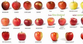 Image result for New Zealand Apple's Varieties