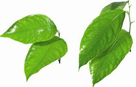 Image result for Green Leaves Pile Cartoony PNG
