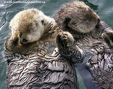 Image result for River Otters Holding Hands