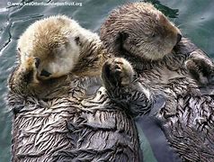 Image result for Otters Sleeping Holding Hands