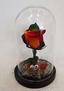 Image result for Forever Rainbow Rose