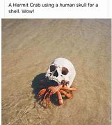 Image result for Animal Skull Meme