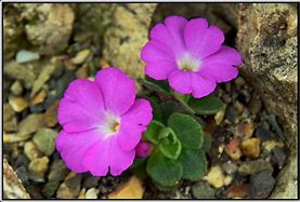 Image result for Primula allionii MarieTalbott