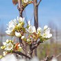 Image result for Pyrus pyrifolia