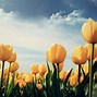 Image result for Tulips PC Wallpaper