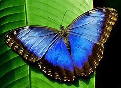 Image result for Amazon Rainforest Butterfly