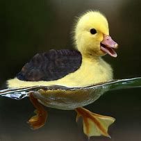 Image result for Turtle Duck