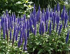fiori a palla viola la come pianta ornamentale piante appartamento fiori a palla viola la come pianta ornamentale piante appartamento