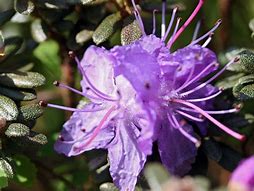 Image result for Rhododendron Moerheim