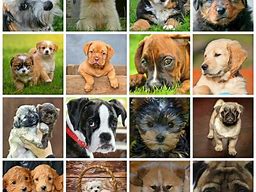 Image result for Budget-Friendly Canine Breeds