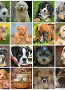 Image result for 10 Best Dog Breeds