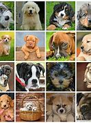Image result for Dog Types