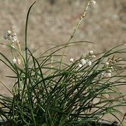 Image result for Ophiopogon chingii