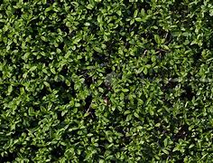Image result for Hedge HD