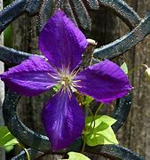 Image result for clematis vines