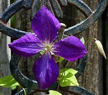 Image result for Jackman Clematis